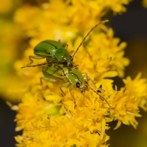northern corn rootworm