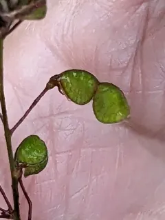 Maryland Tick-trefoil thumbnail 4