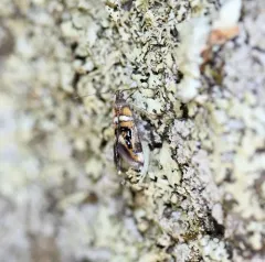 Shaler's Fabiola Moth thumbnail 1