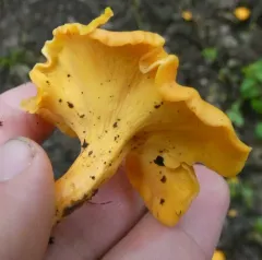Cantharellus flavolateritius thumbnail 1