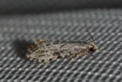 Nemapogon acapnopennella thumbnail 4