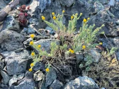 rock-loving fleabane thumbnail 1