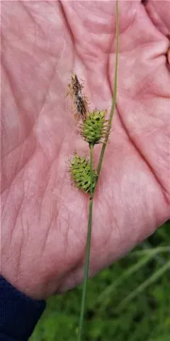 saw-toothed sedge thumbnail 2