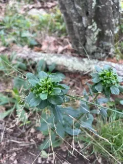 Asphondylia pumila thumbnail 2