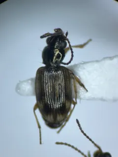 Bembidion impotens thumbnail 2