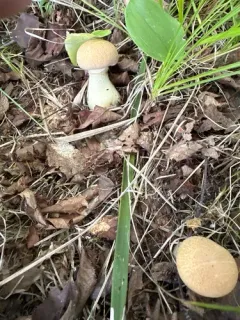 Cortinarius flavifolius thumbnail 2