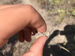 Hayden's Grasshopper thumbnail 2