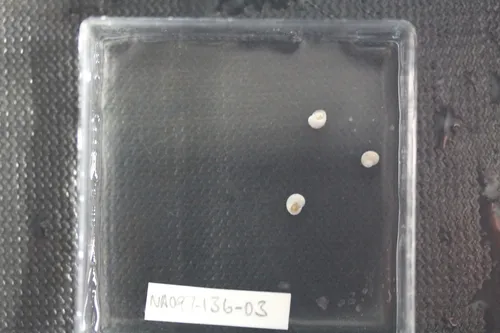 Depressigyra globulus