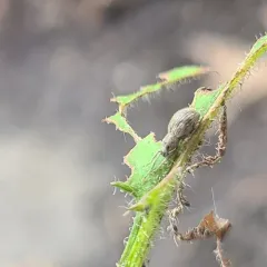 Imported Long-horned Weevil thumbnail 3