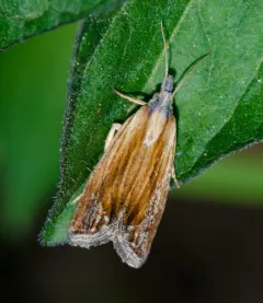 Smoky-striped Eucosma Moth thumbnail 2
