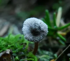 Inocybe nigrodisca thumbnail 4