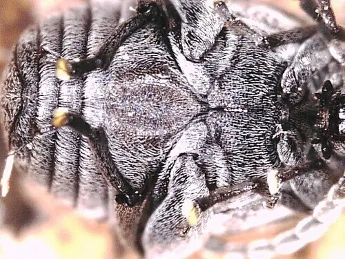 Acanthoscelides obsoletus