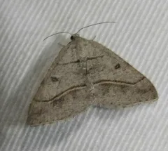 Dark-bordered Granite thumbnail 3