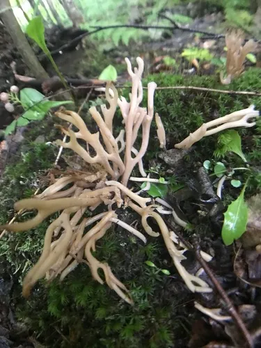 beige coral fungus