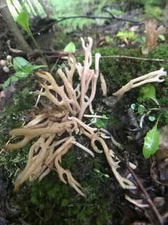 beige coral fungus thumbnail 1
