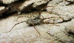 Pardosa steva thumbnail 2