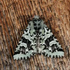 Comstock's Sallow thumbnail 3
