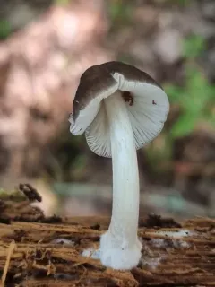 Pluteus oreibatus thumbnail 2