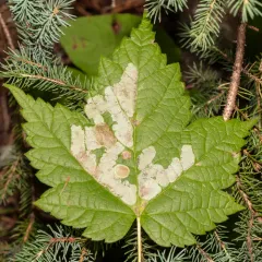 maple leafblotch miner thumbnail 4
