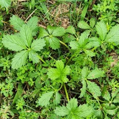 Intermediate Cinquefoil thumbnail 3
