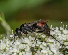 Anoplius semicinctus thumbnail 4