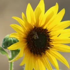 Curved Pebble Bee thumbnail 2