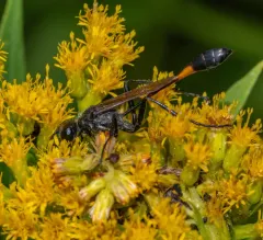 Ammophila urnaria thumbnail 3