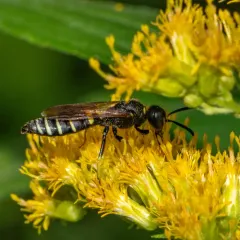 Philanthus solivagus thumbnail 3