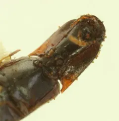 Idolus debilis thumbnail 4