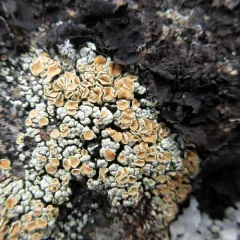 Scattered Rock-posy Lichen thumbnail 4