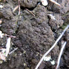Pear Tar-spot Lichen thumbnail 3