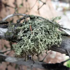 Frayed Ribbon Lichen thumbnail 3