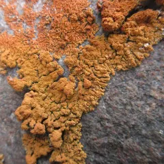 Sugared Sunburst Lichen thumbnail 3