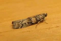 Dioryctria pseudotsugella thumbnail 3