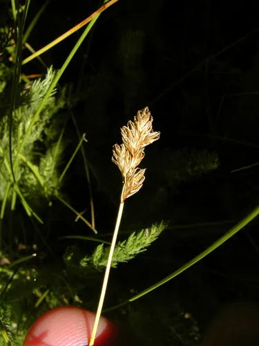 smooth-beaked sedge
