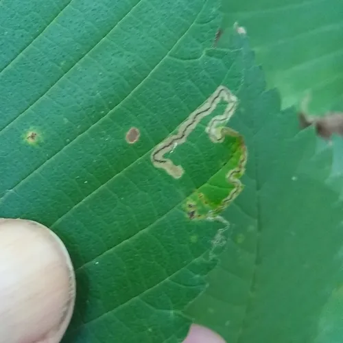 Stigmella apicialbella