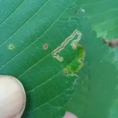 Stigmella apicialbella thumbnail 1