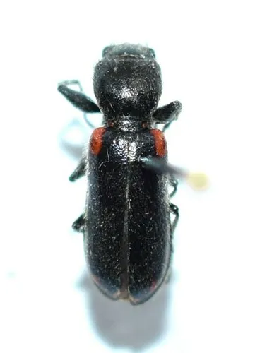 Psoa maculata