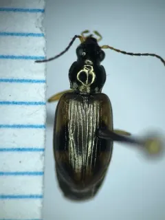 Bembidion erosum thumbnail 3