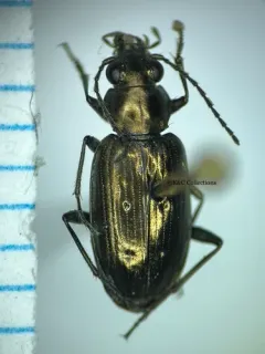 Bembidion bifossulatum thumbnail 2