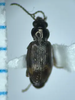Bembidion timidum thumbnail 3