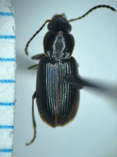 Double-edged Harp Ground Beetle thumbnail 4