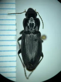 Anisodactylus alternans thumbnail 3