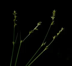 smooth-stemmed sedge thumbnail 2