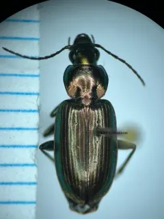 Agonum suturale thumbnail 3