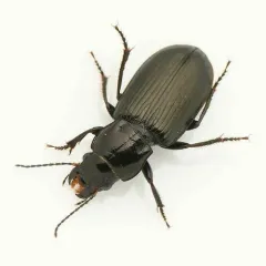 Anisodactylus alternans thumbnail 2