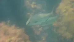 Greater Amberjack thumbnail 1