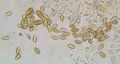 Hebeloma hiemale thumbnail 4