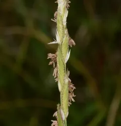alkali cord grass thumbnail 2
