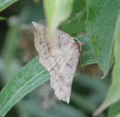 Ruddy Metarranthis Moth thumbnail 2